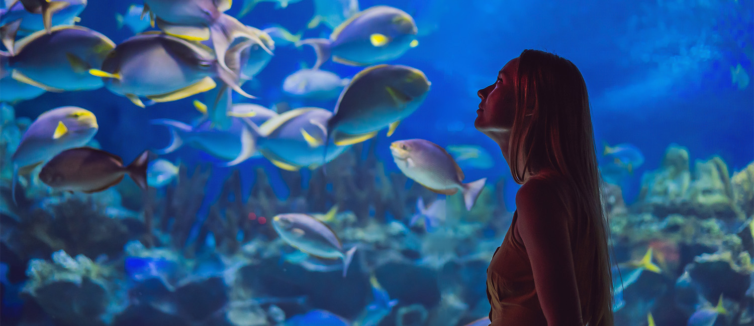 Explore The Vibrant City Visit Aquarium Of The Pacific And More